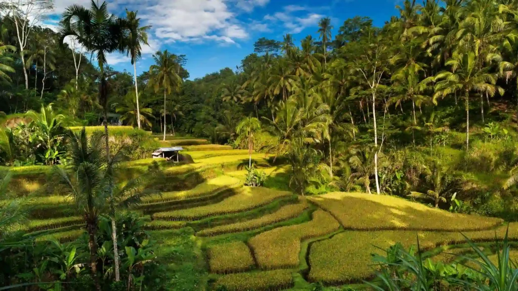 Tega Lalang Rice Terraces, Bali